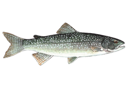 lake trout